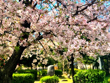 SAKURA♪