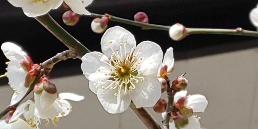 春🌸