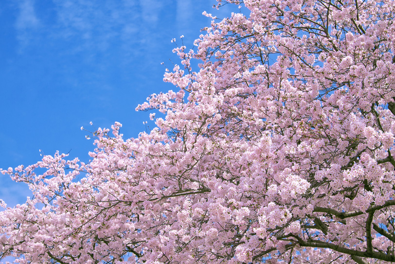 春🌸