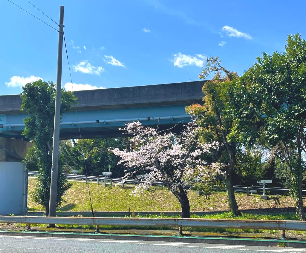 桜咲く四月