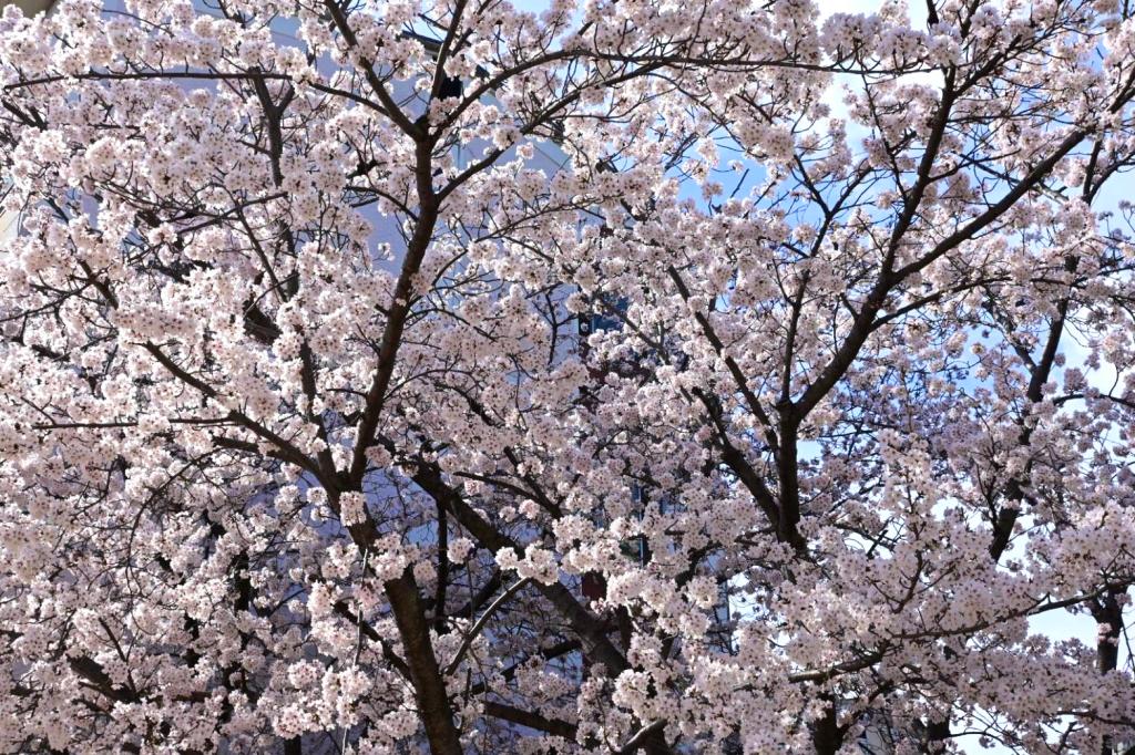 夜桜と508