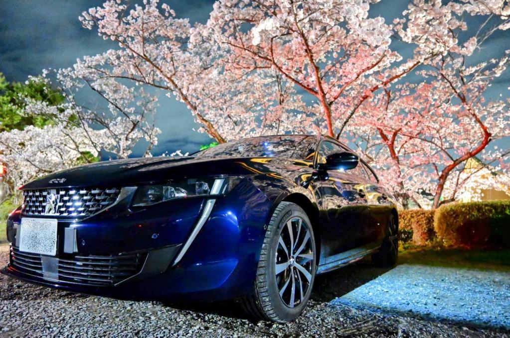 夜桜と508