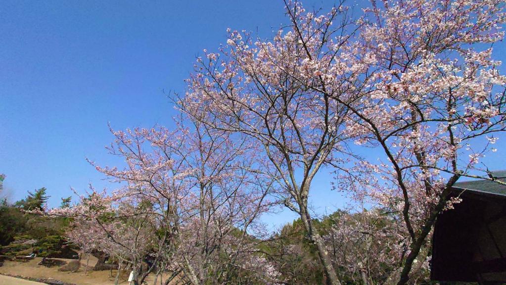 夜桜と508
