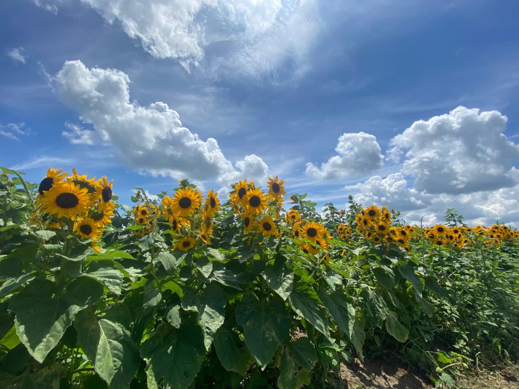夏の花といえば