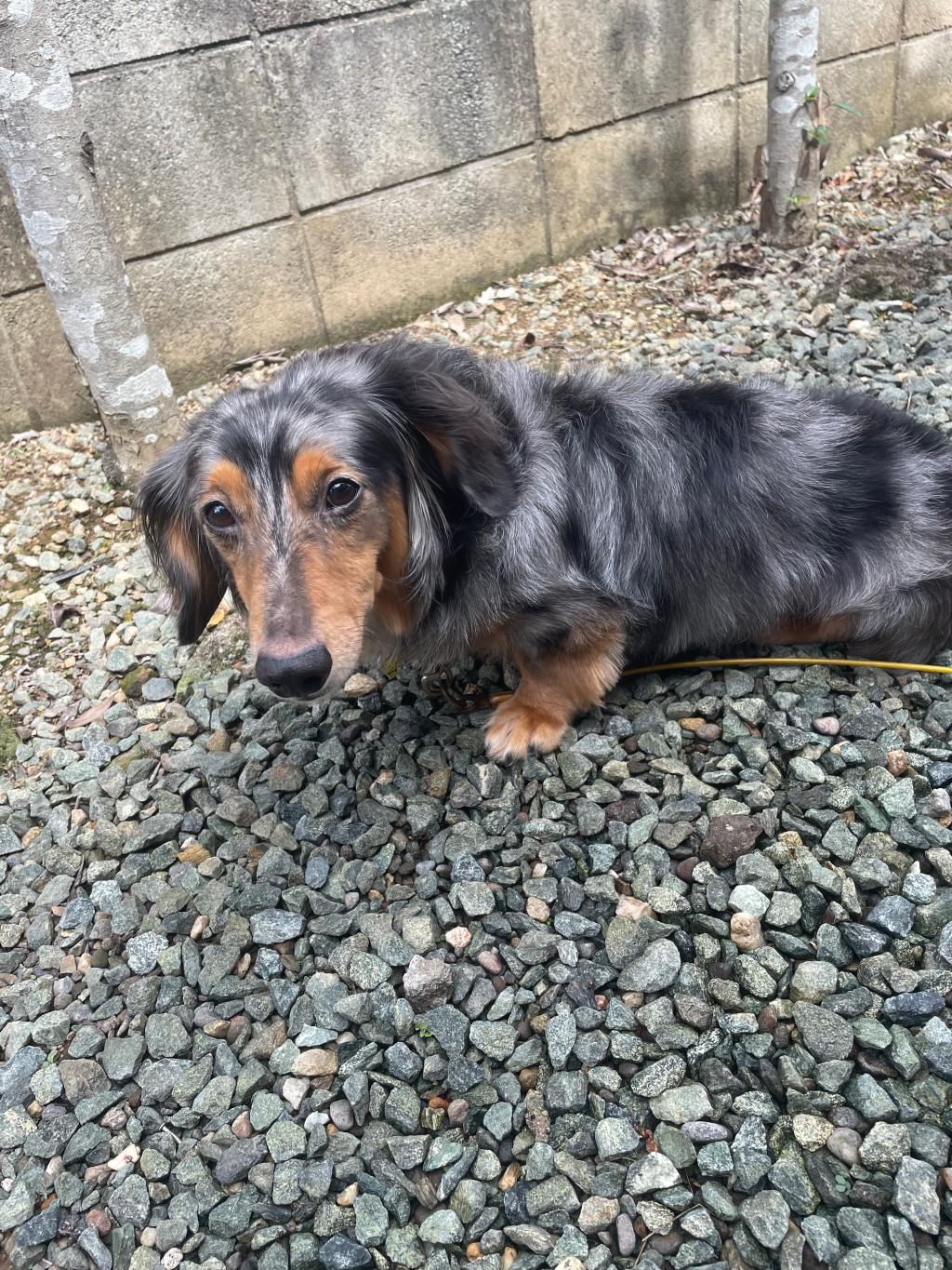 癒し