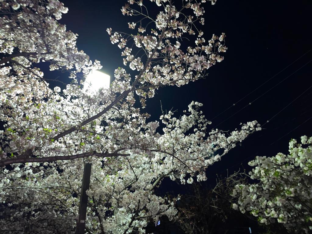 散り始め