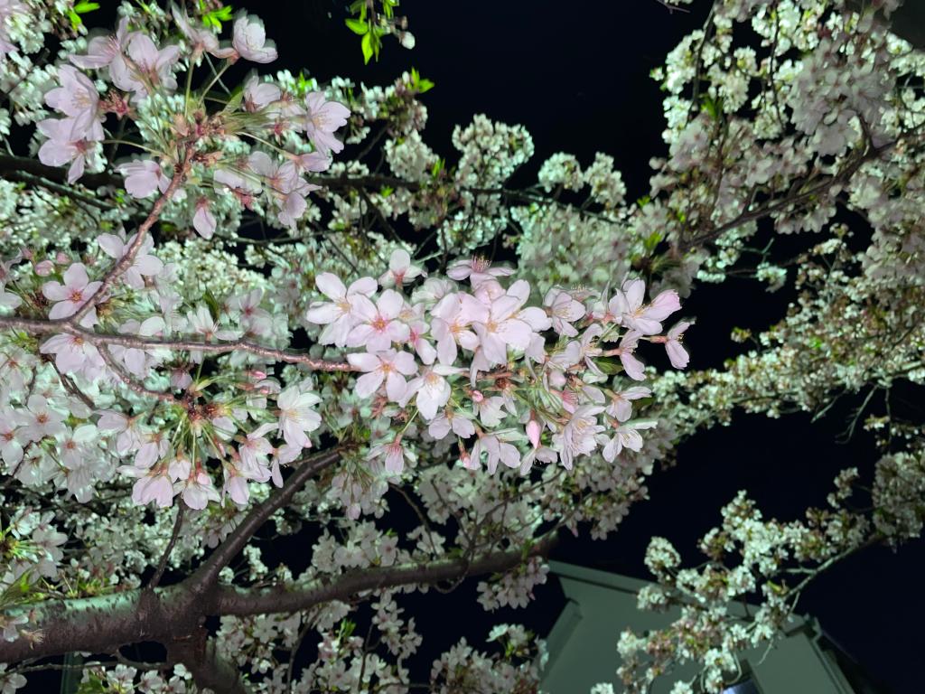 散り始め
