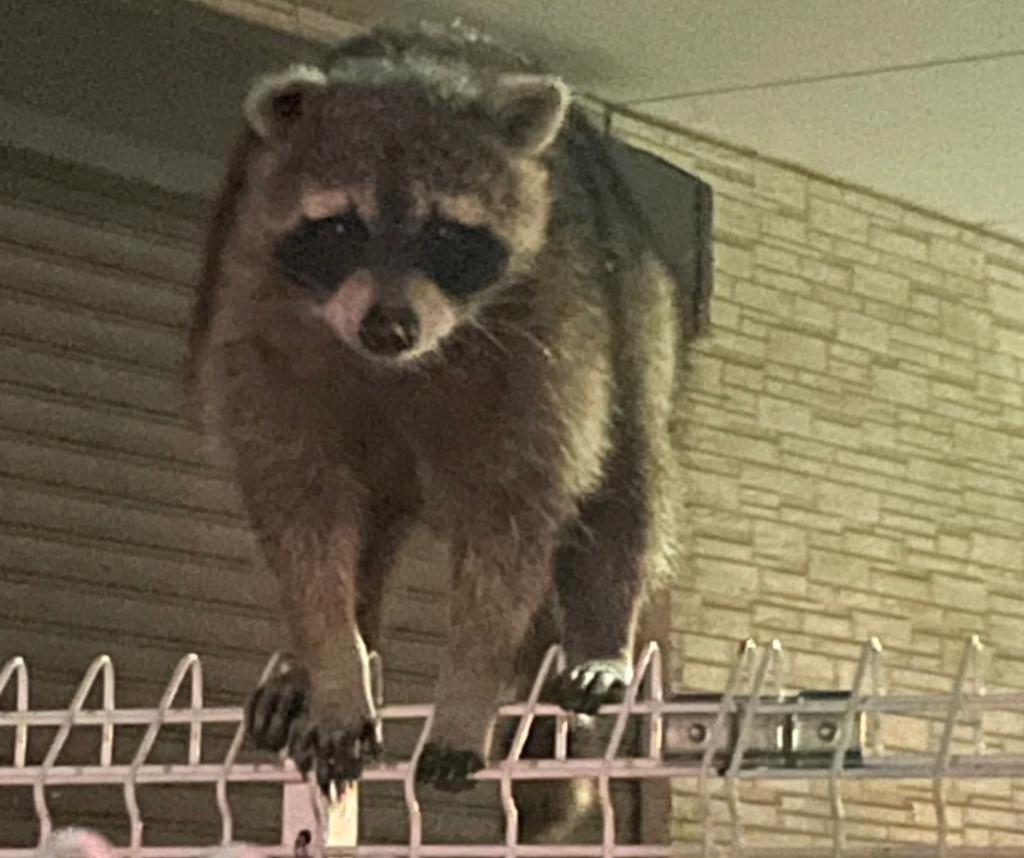 びっくり